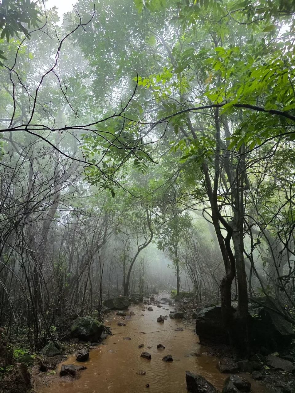 Aadrai Jungle Trek — photo 2