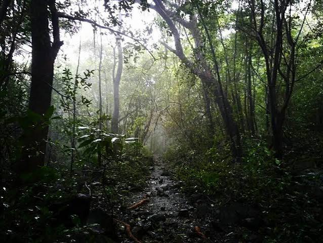 Andharban Jungle Trek — photo 1